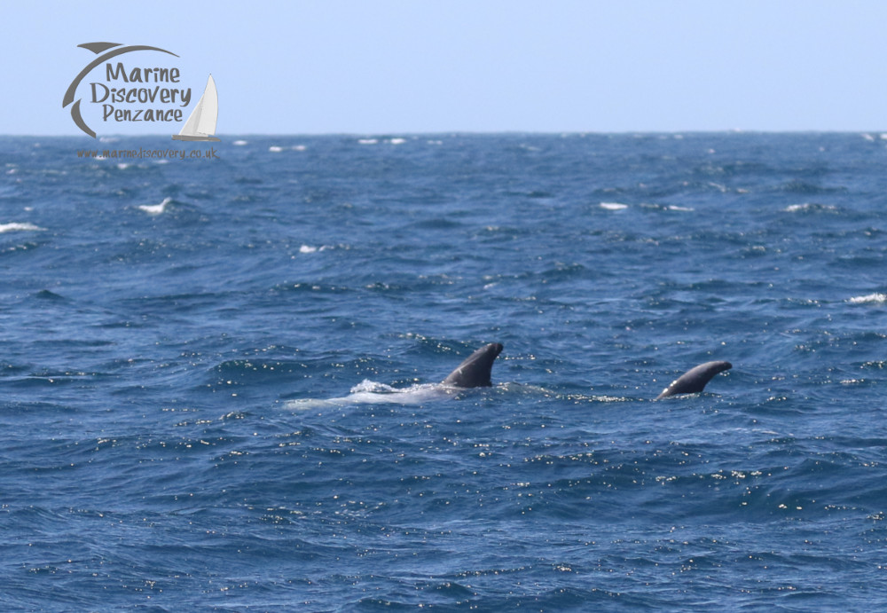 Risso's dolphins