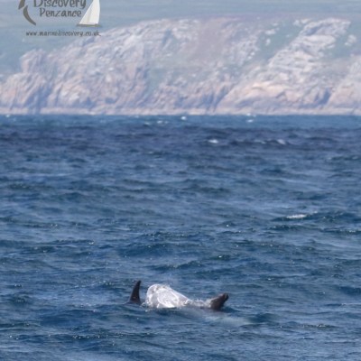 Risso's dolphins