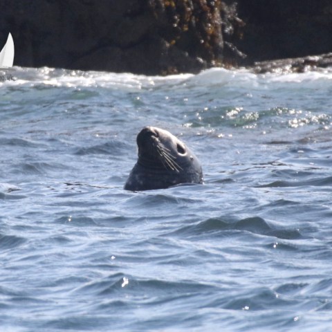 Seal