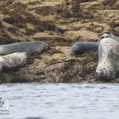 grey seals