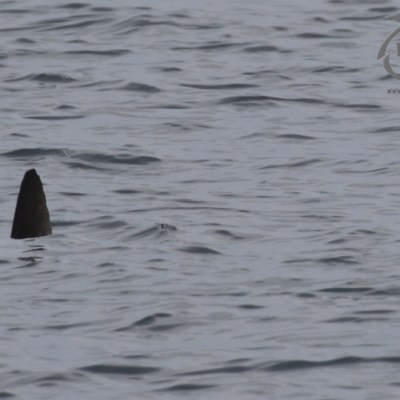 Sunfish fin