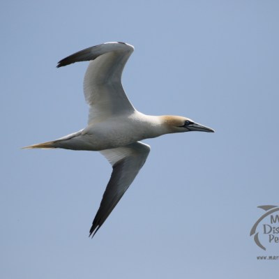adult gannet