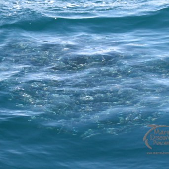 baitball of fish in the ocean