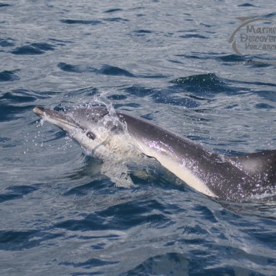 common dolphin