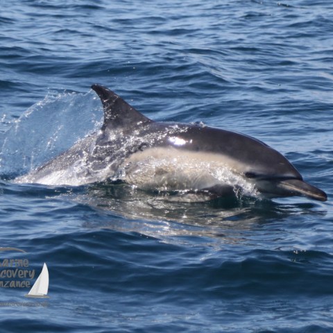 common dolphin