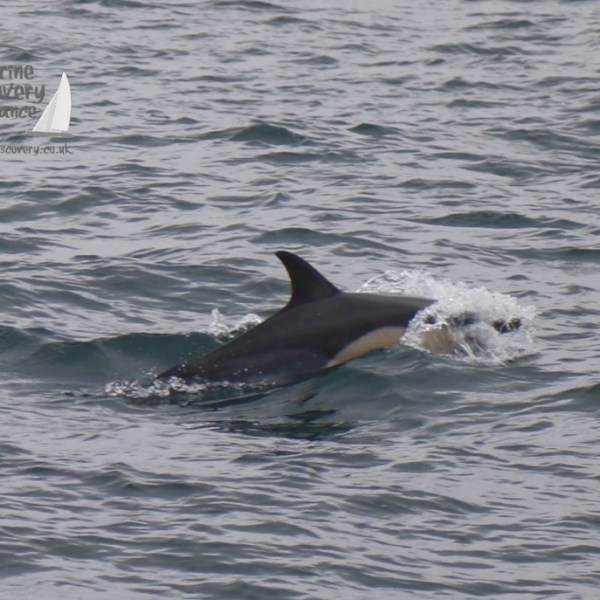 common dolphin