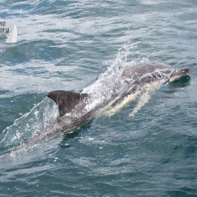 common dolphin