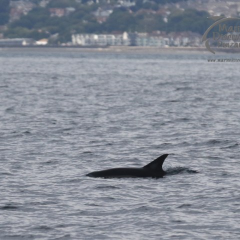 common dolphin