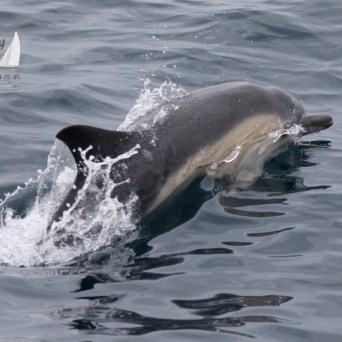 common dolphin