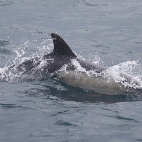 common dolphin