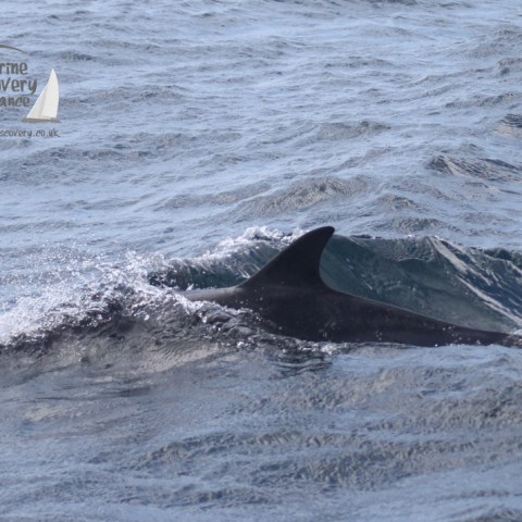 common dolphin