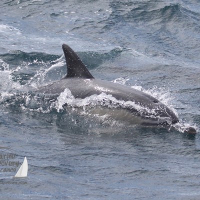 common dolphin
