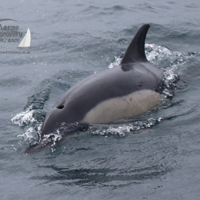 common dolphin