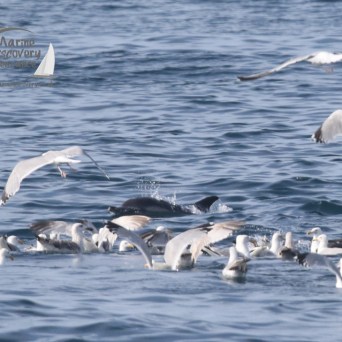 common dolphin and gulls
