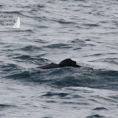 common dolphin chopped off fin
