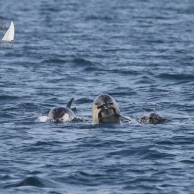 common dolphin faces