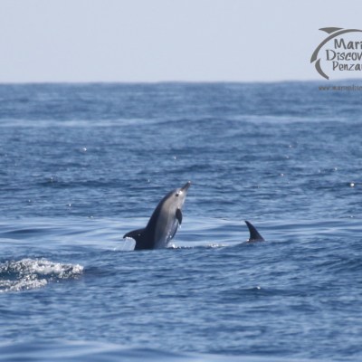 common dolphin leap