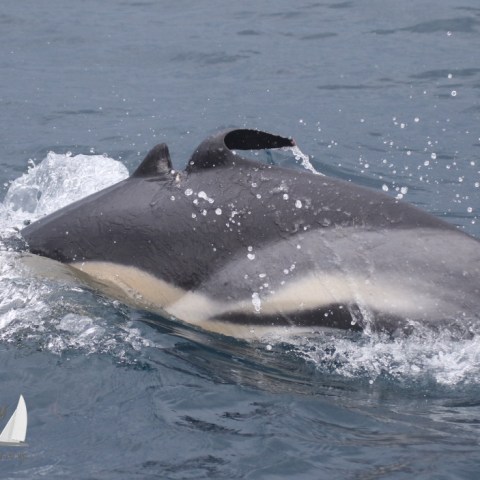 common dolphin with damaged fin