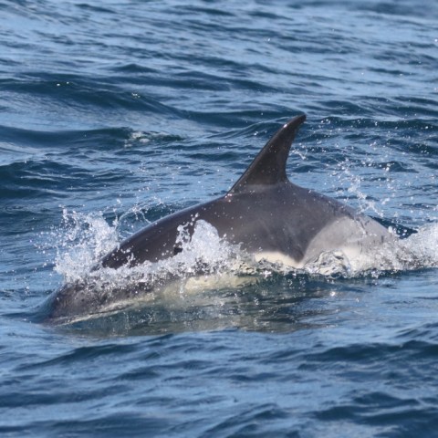 common dolphin