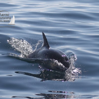 common dolphin