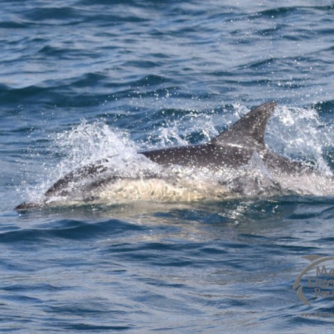 a person riding a wave on a surfboard in the ocean