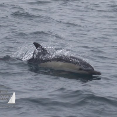 common dolphin