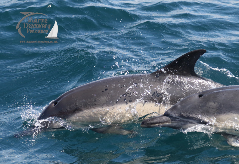 common dolphins