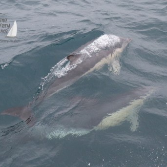 common dolphins