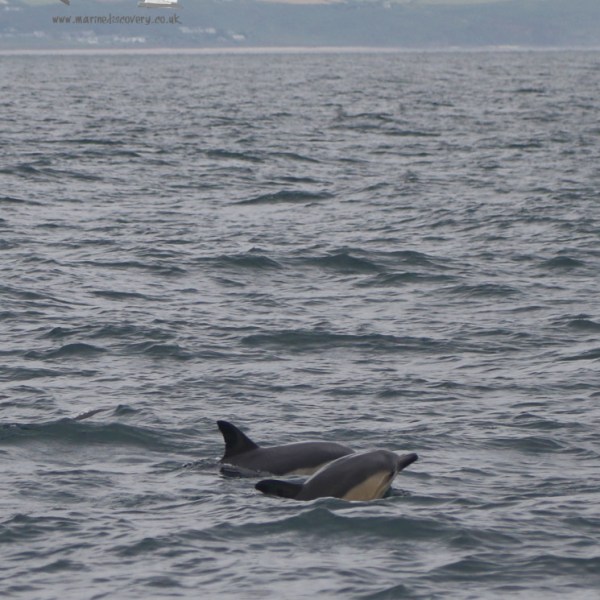 common dolphins