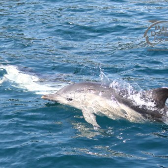 common dolphins