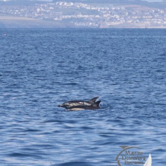 common dolphins