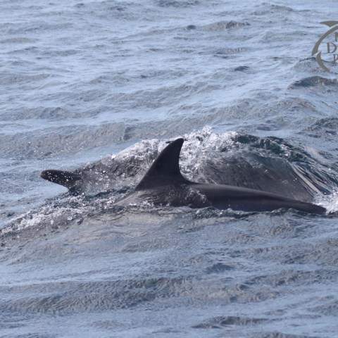 common dolphins