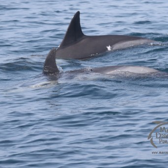 common dolphins