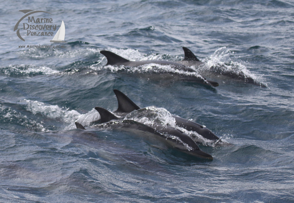 common dolphins