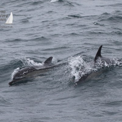 common dolphins