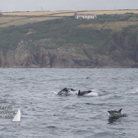 common dolphins and coast