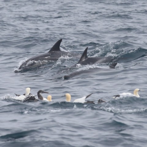 common dolphins and gannets