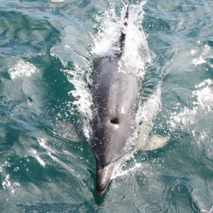 common dolphins from above