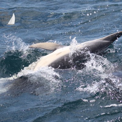 common dolphins