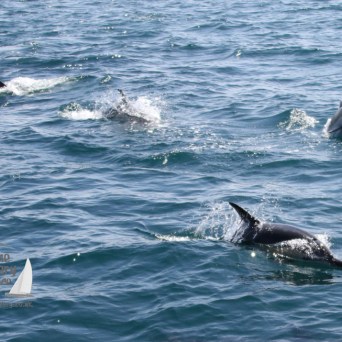 common dolphins
