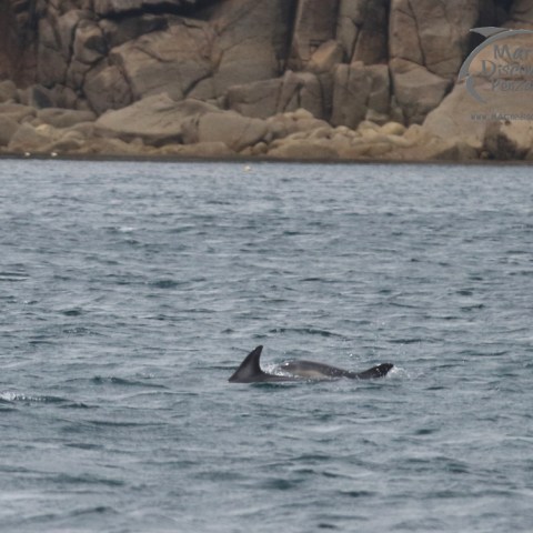 common dolphins