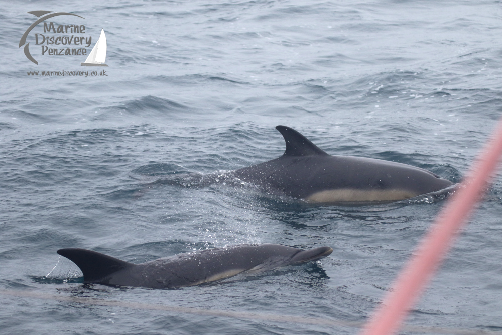 common dolphins