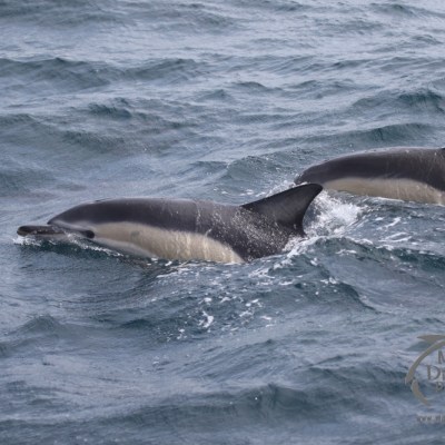 common dolphins