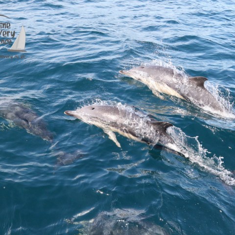 common dolphins