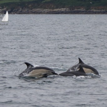 common dolphins