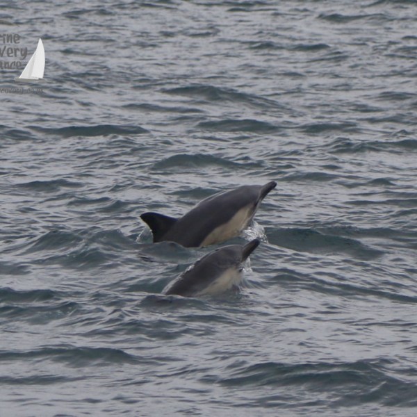 common dolphins