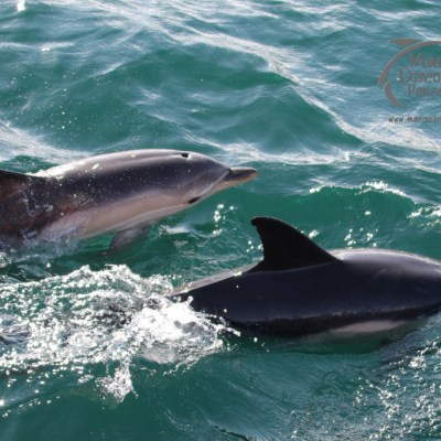 common dolphins