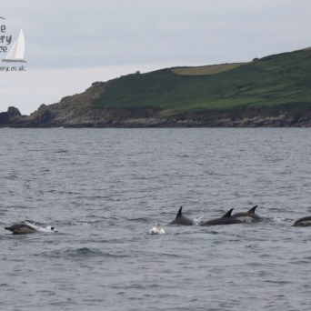 common dolphinsof water