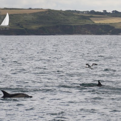 common dolphins