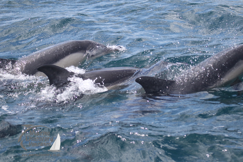 common dolphins